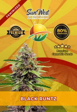 Black Runtz Strain