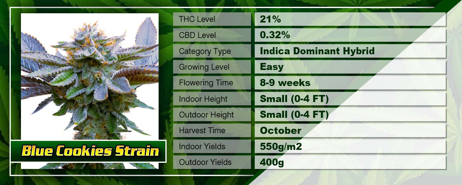 Blue Cookies Strain Feminized