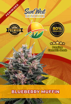Blueberry Muffin Strain