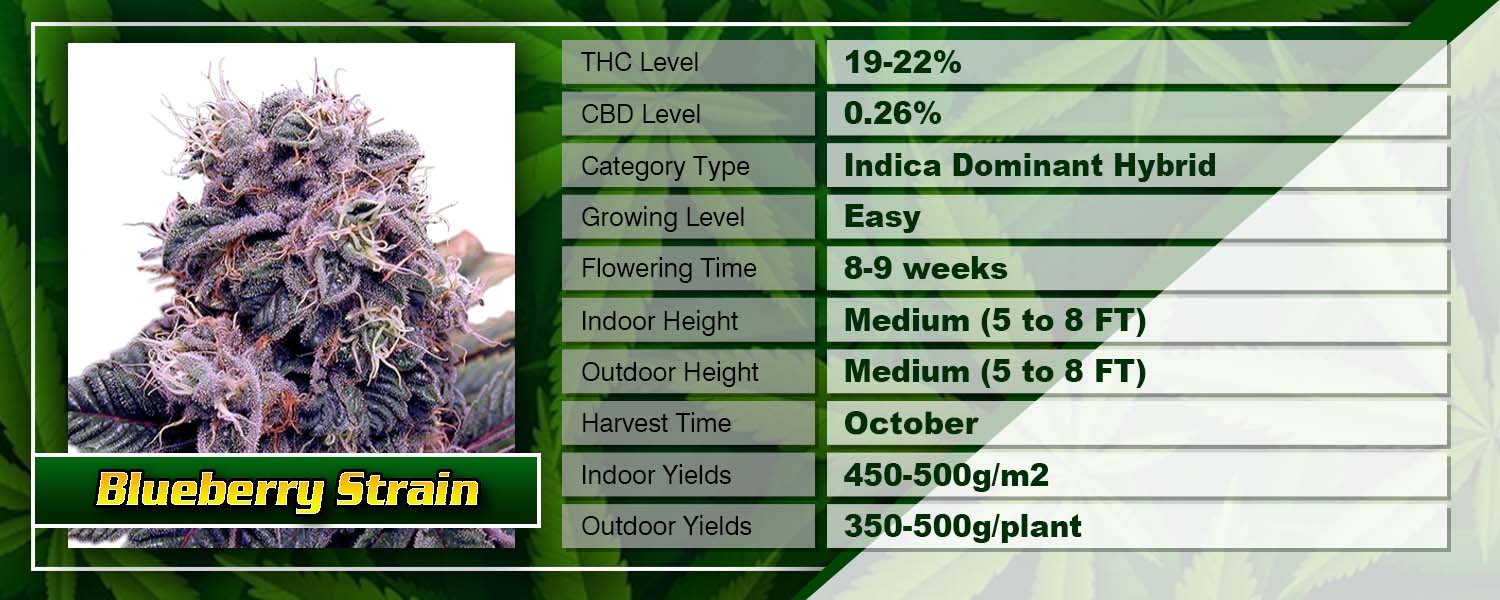 Blueberry Strain Regular