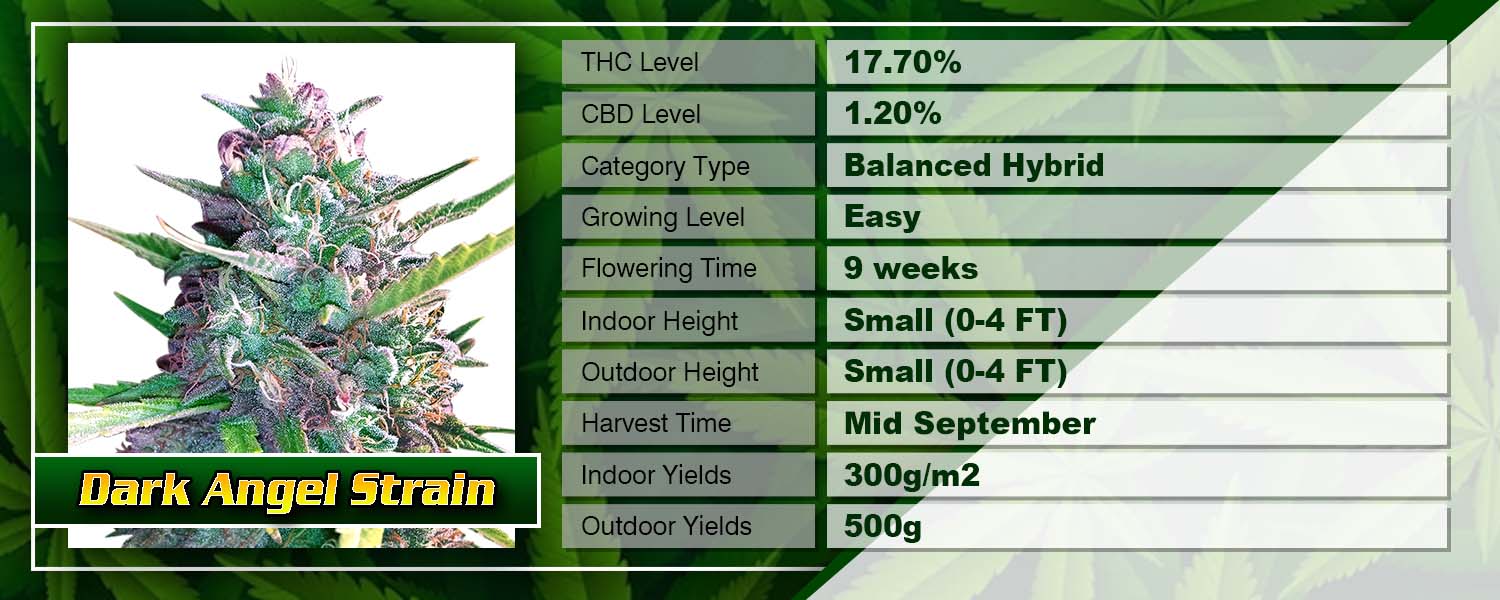 Best Weed Strains for 2024 | SunWest Genetics