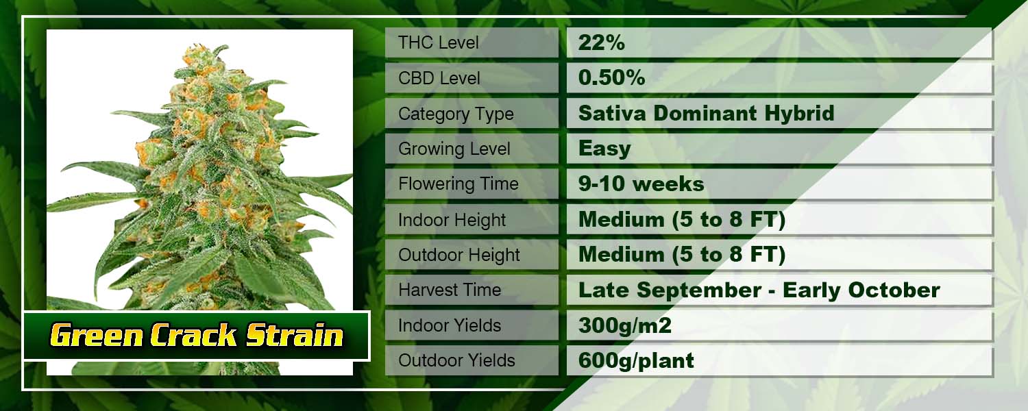 Green Crack Strain Feminized