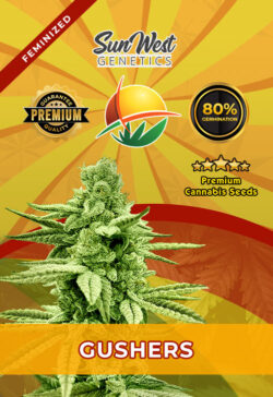 Gushers Strain