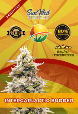 InterGarlactic Budder Strain