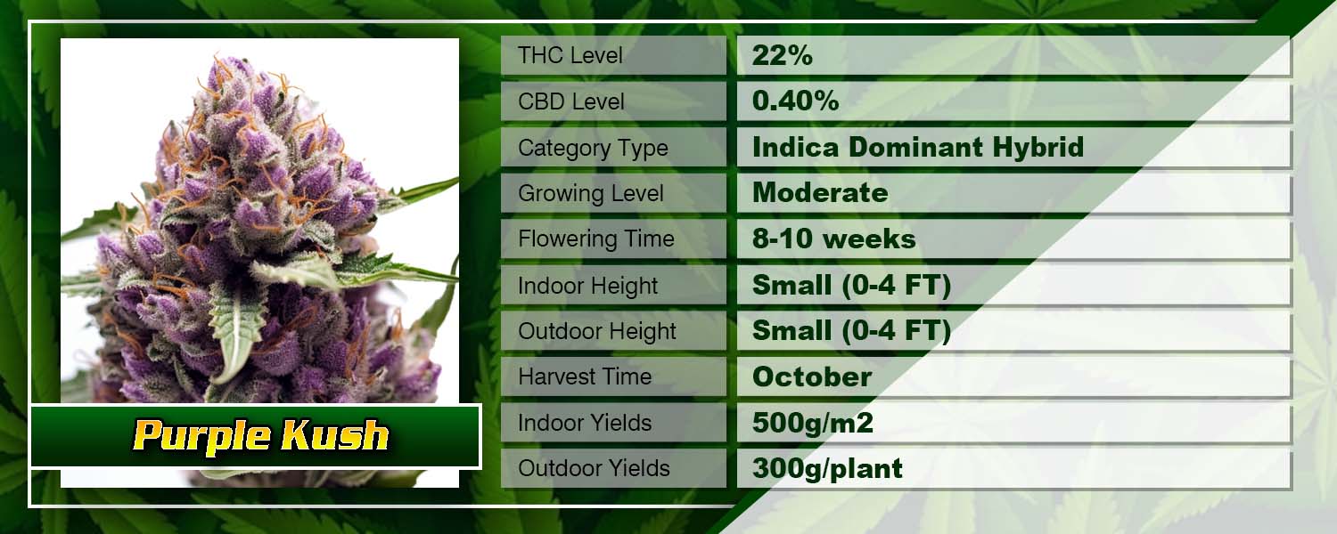 Purple Kush Feminized