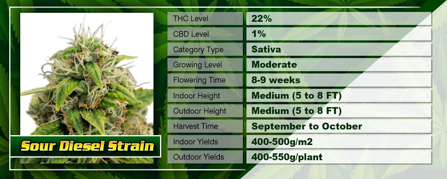 Sour Diesel Strain Feminized