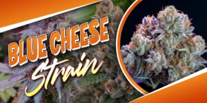 Blue Cheese Strain