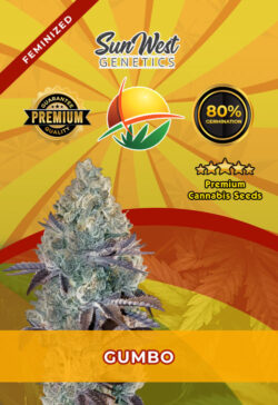 Gumbo Strain Feminized