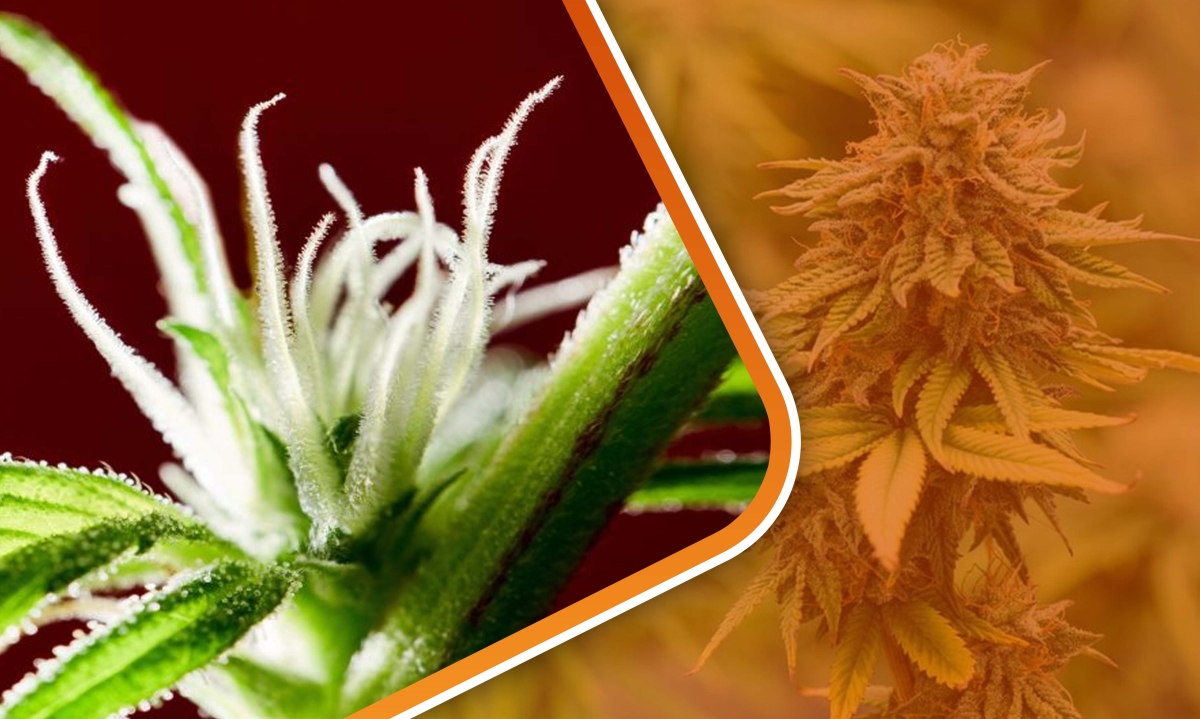 cannabis bract