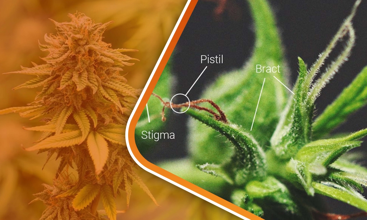 cannabis bract