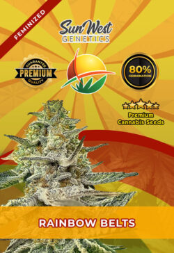 Rainbow Belts Strain Feminized