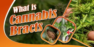 Cannabis Bract