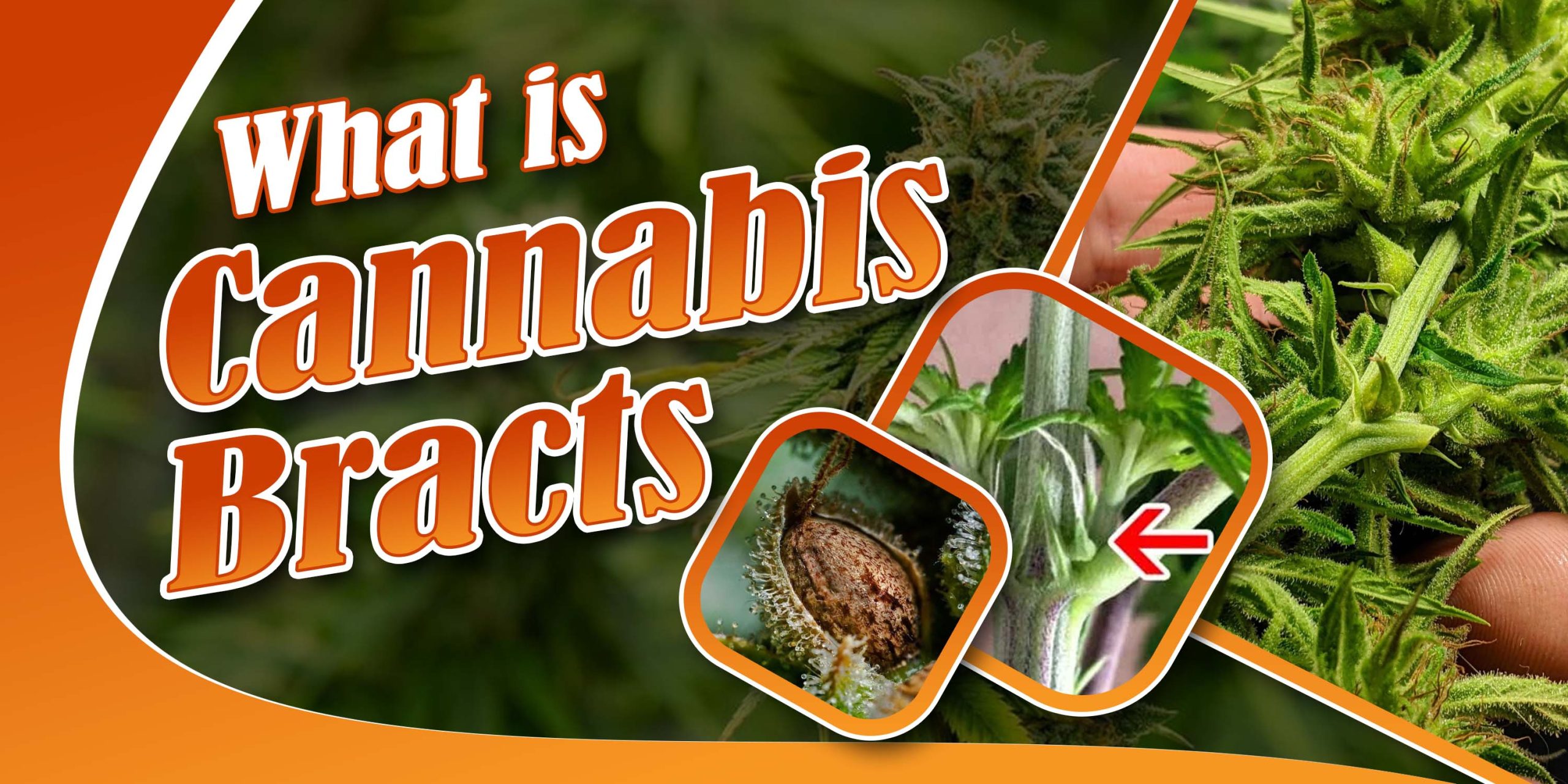 Cannabis Bract