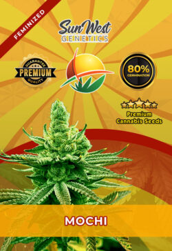 Mochi Strain Feminized
