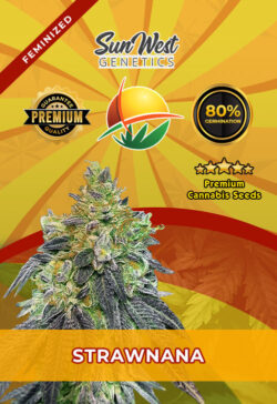 Strawnana Strain Feminized