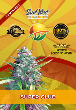 Super Glue Strain Feminized