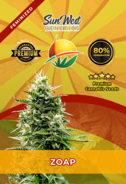 Zoap Strain Feminized