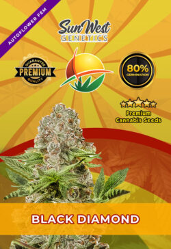 Black Diamond Strain