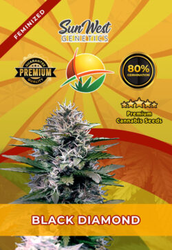 Black Diamond Strain Feminized