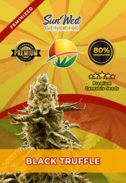 Black Truffle Strain Feminized