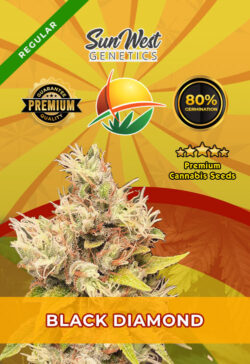 Papaya Strain Regular