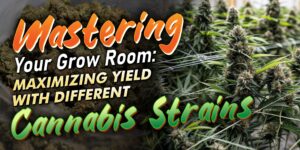 best strains to grow together