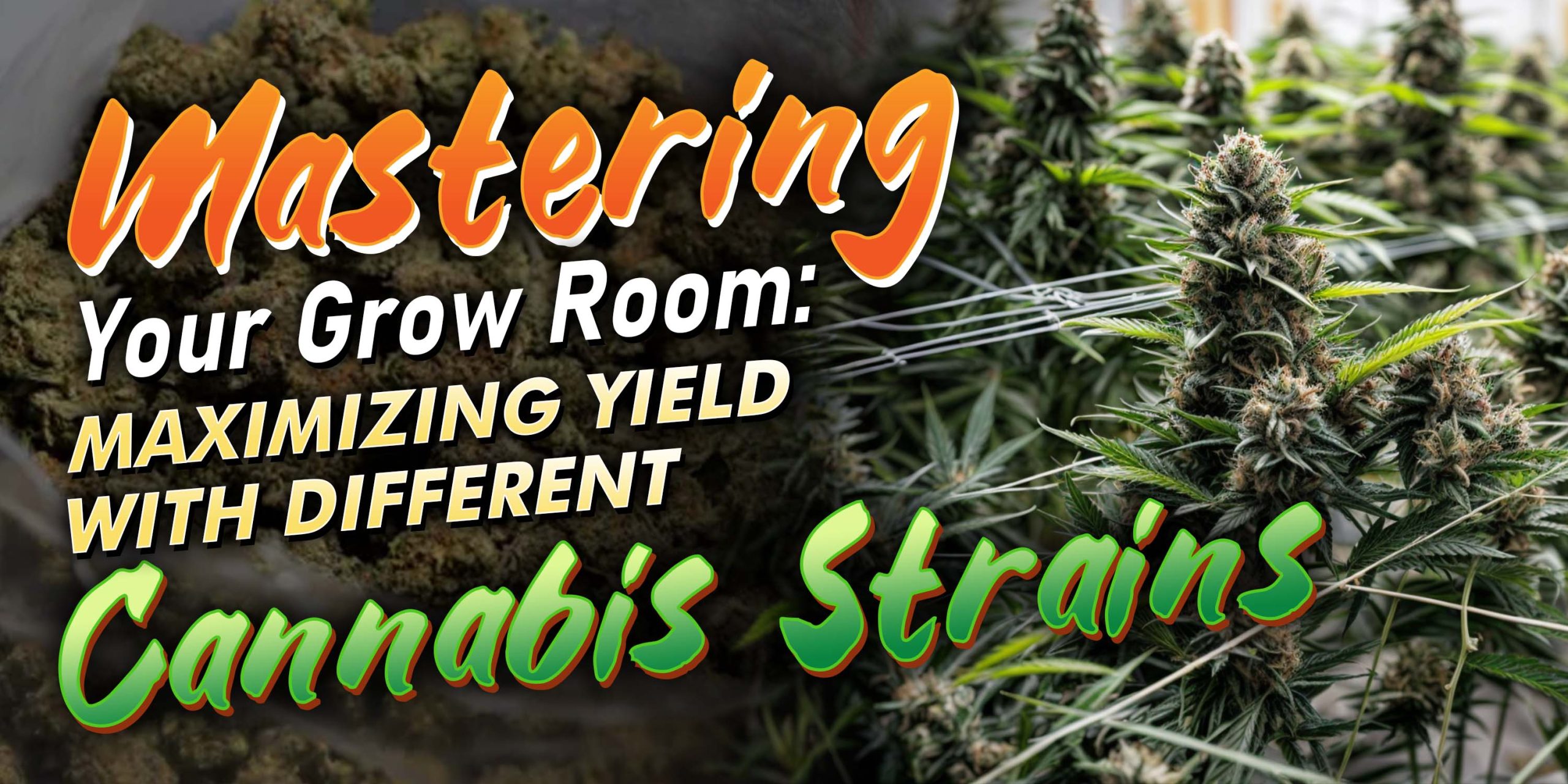 best strains to grow together
