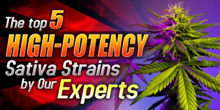 heavy sativa strains