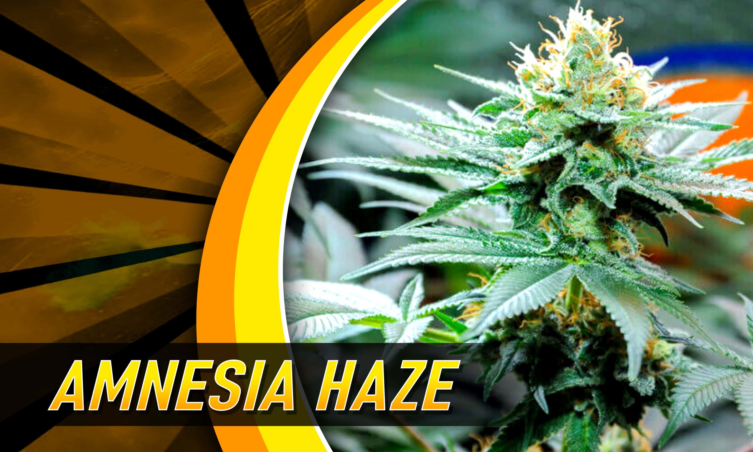 heavy sativa strains