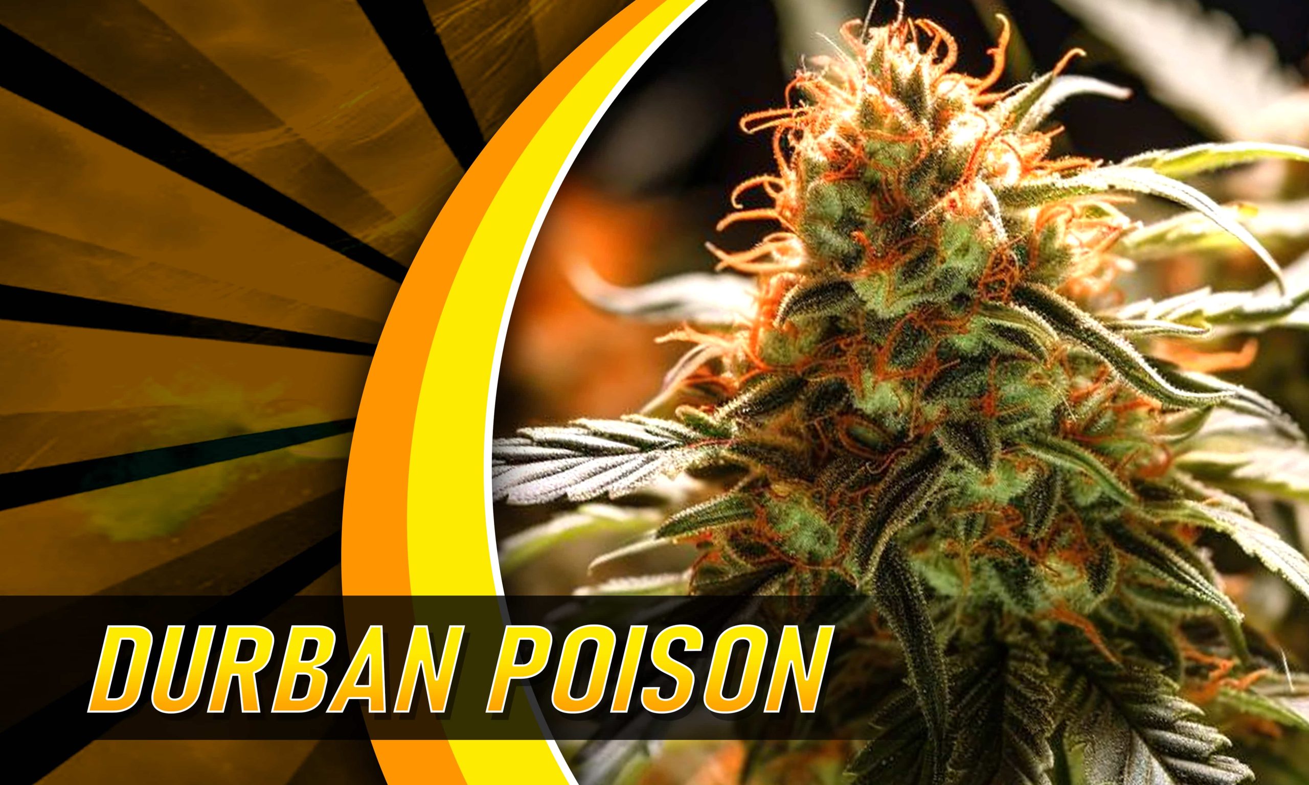heavy sativa strains