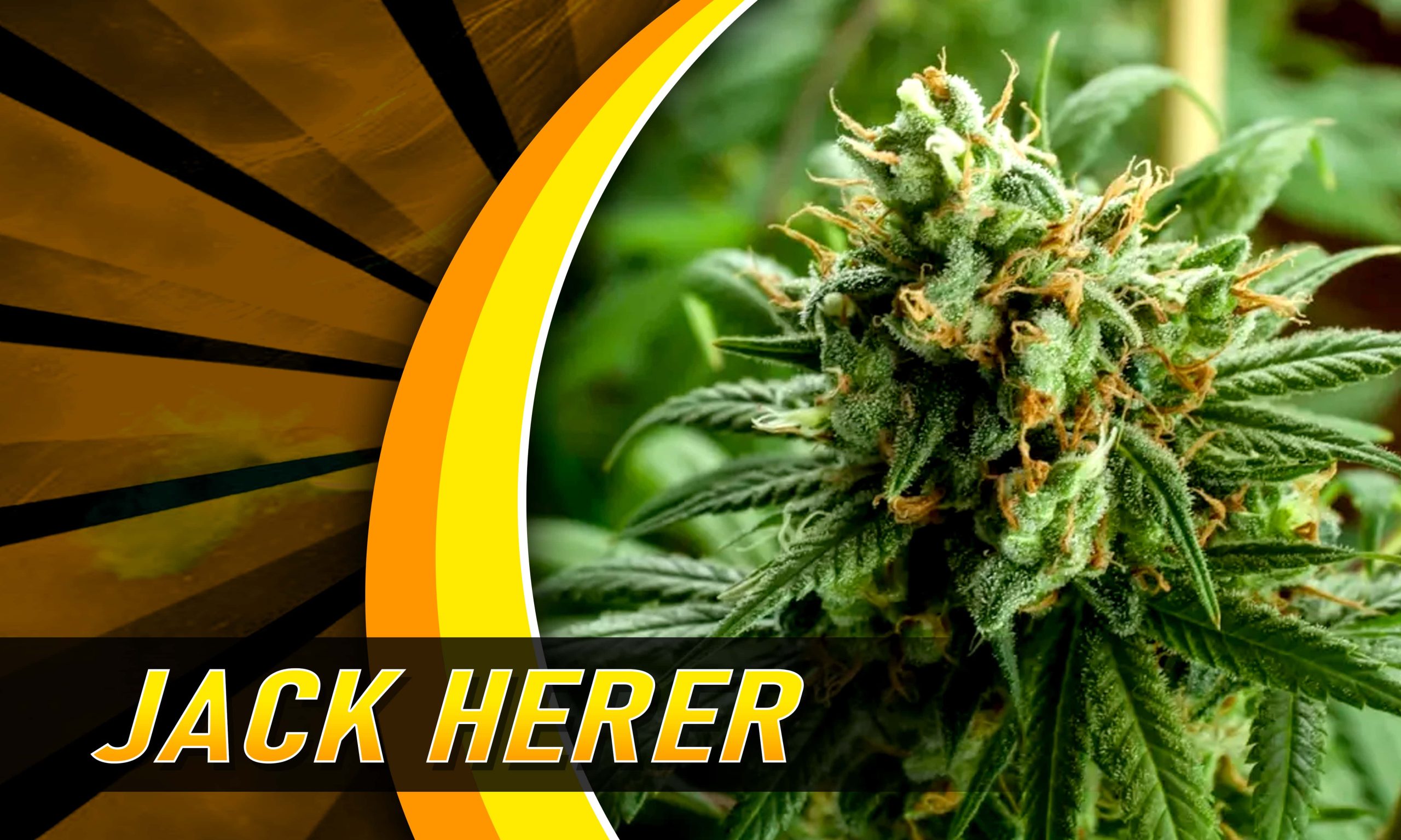 heavy sativa strains