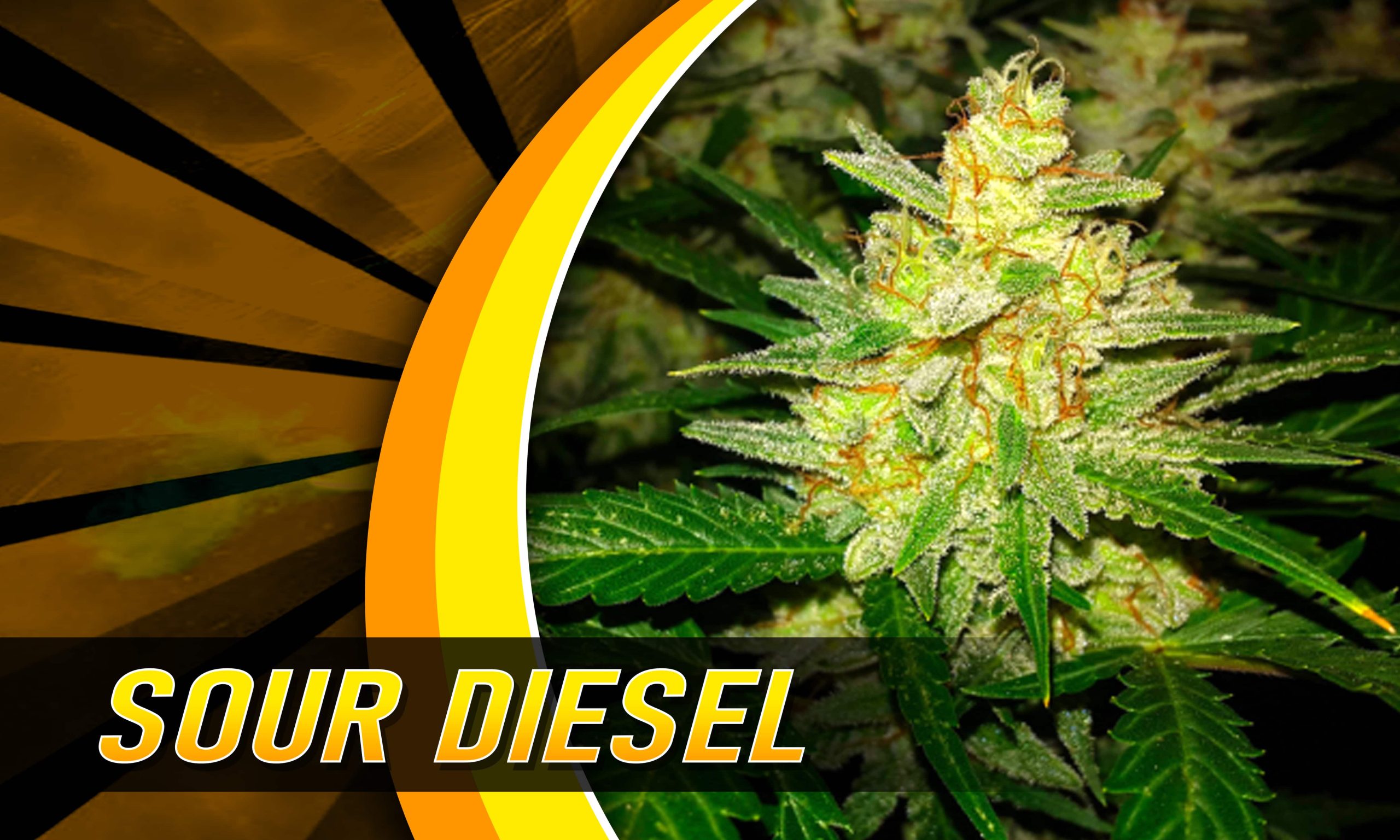 heavy sativa strains