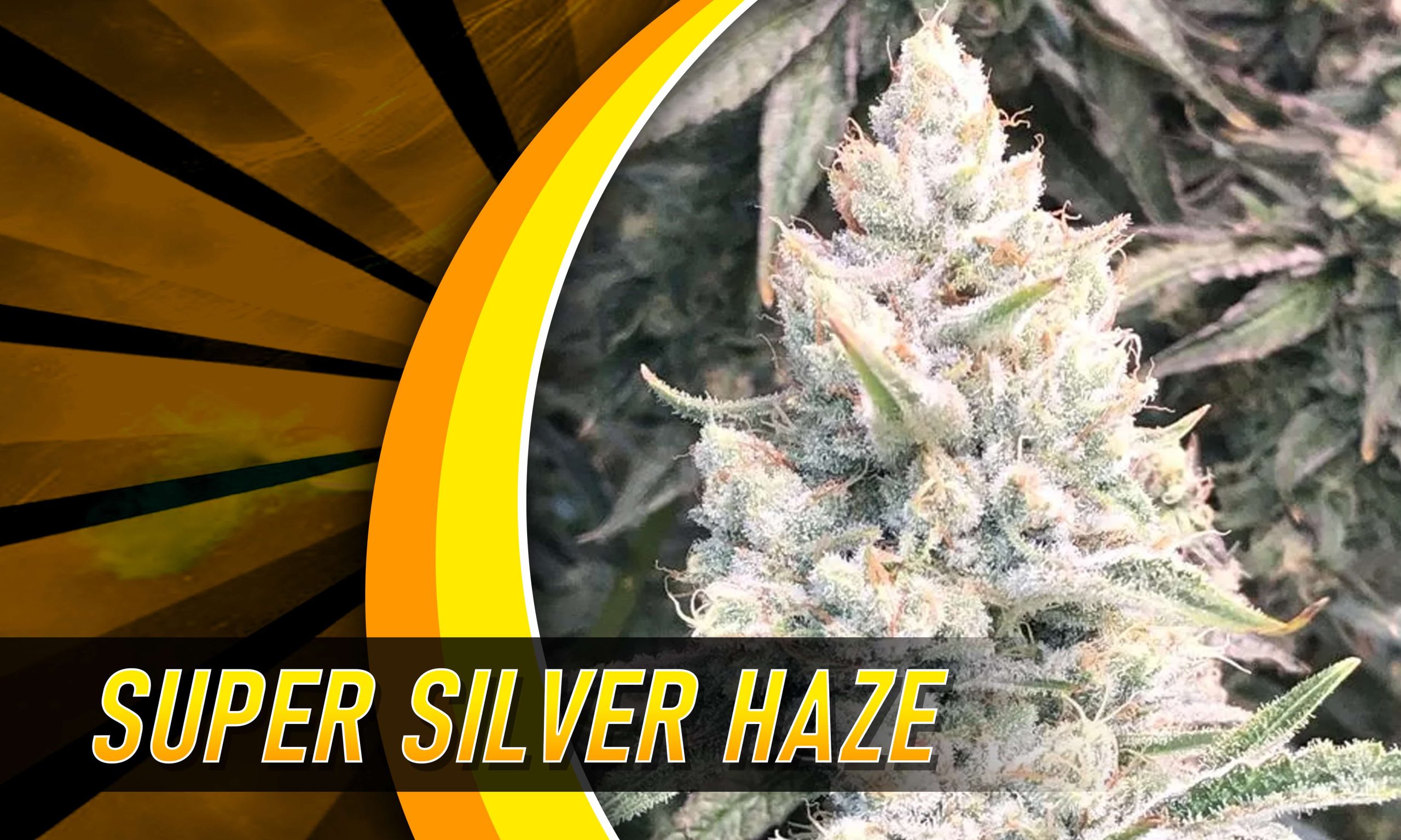 heavy sativa strains