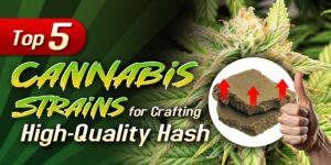 hash strains