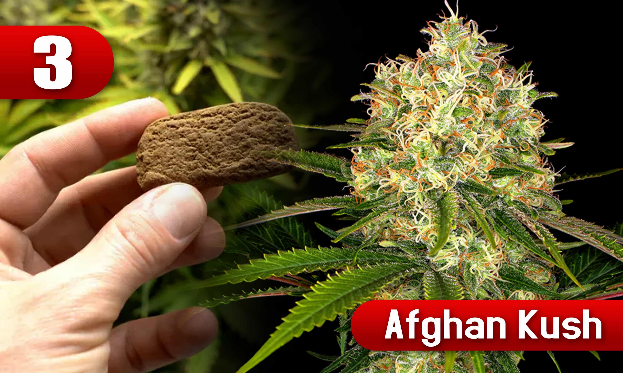 hash strains