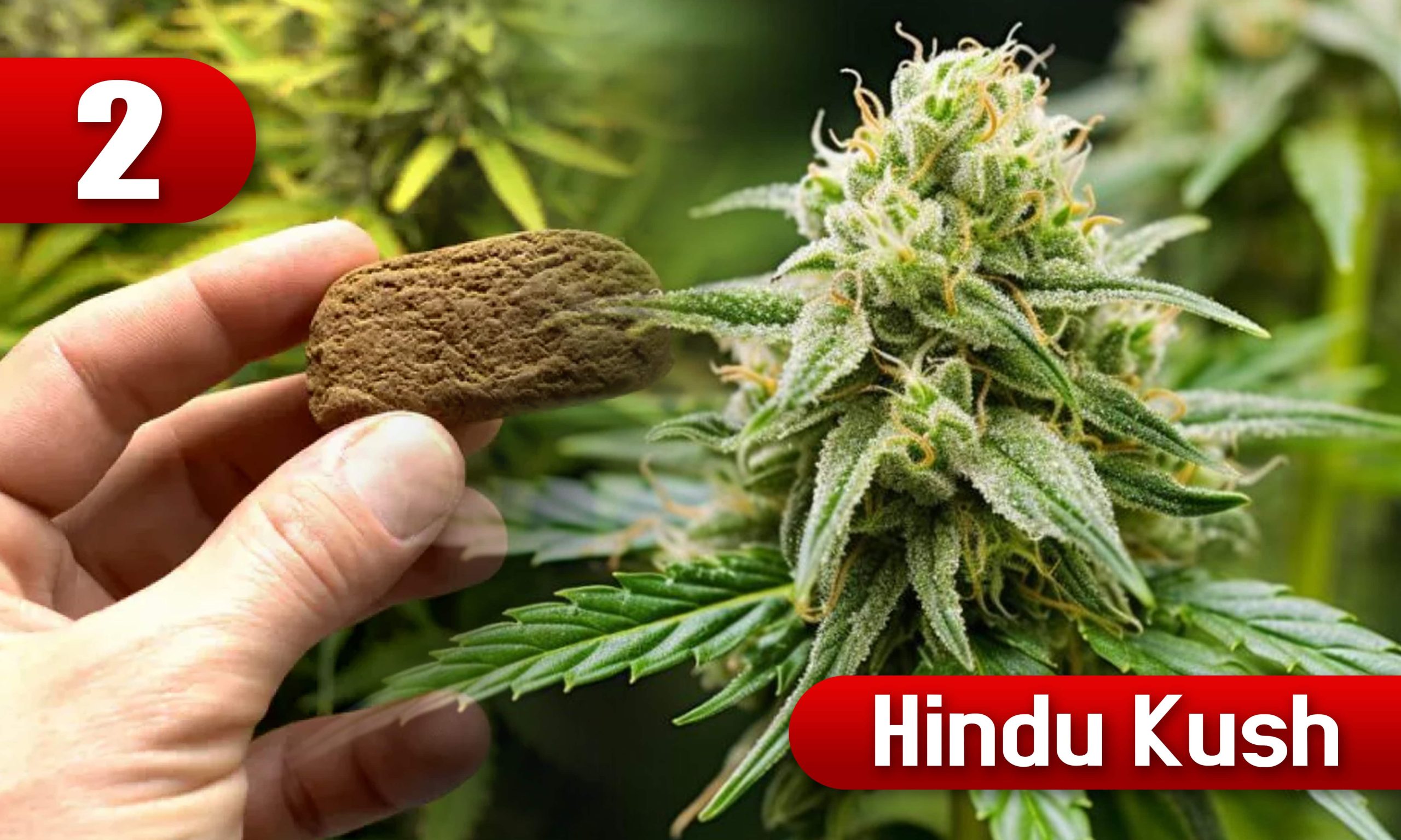hash strains