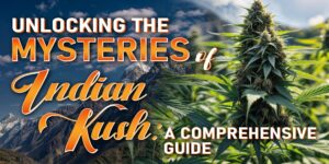 indian kush