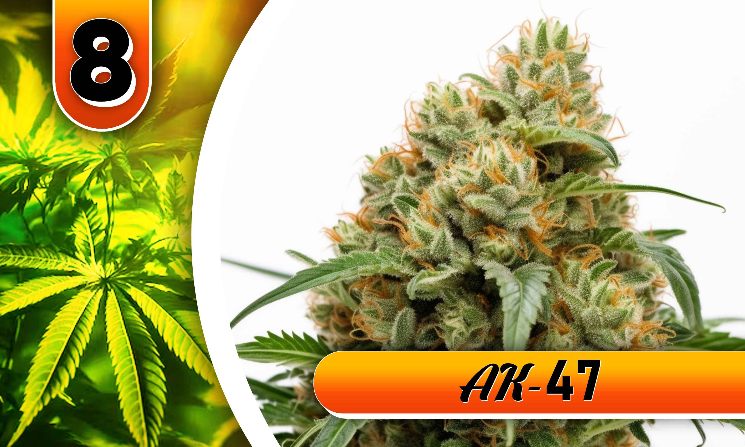 utterly stoned strain
