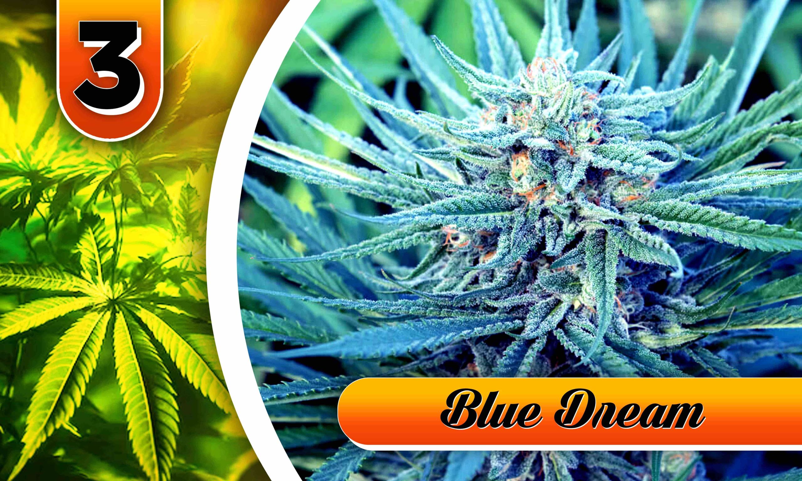 utterly stoned strain