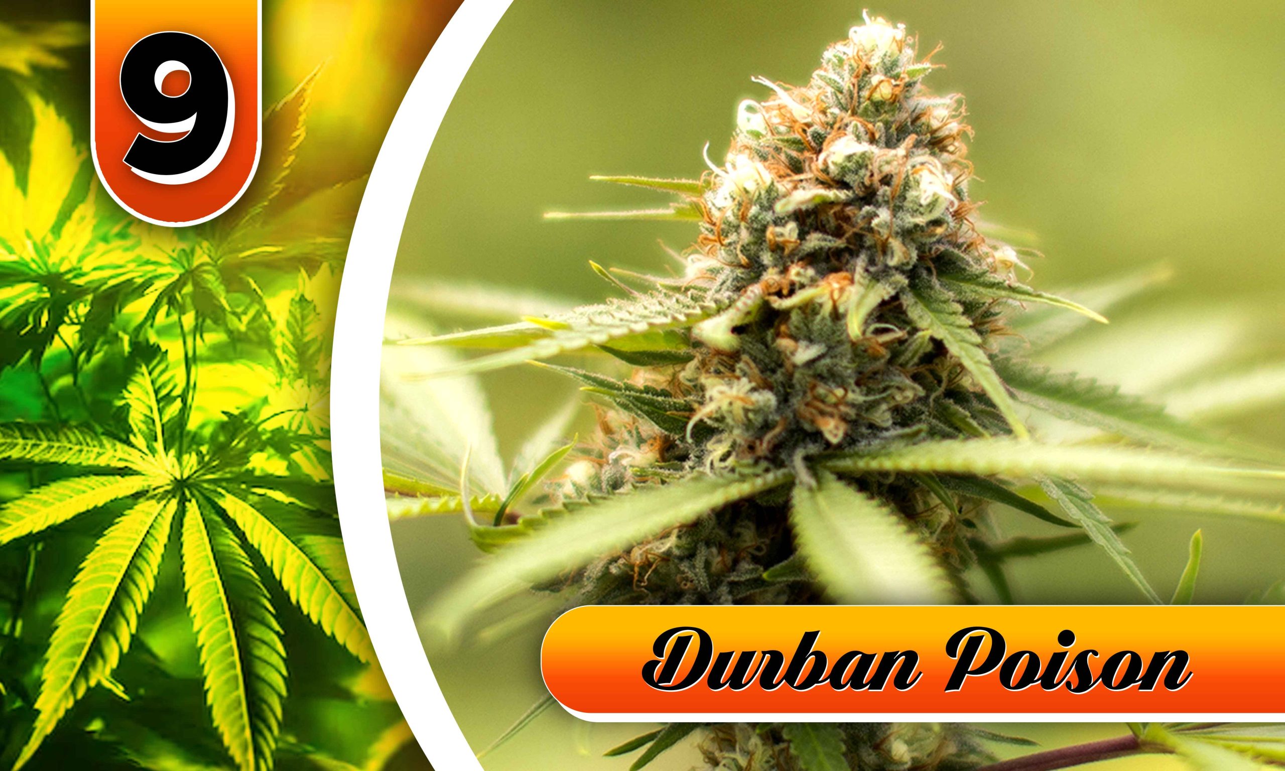 utterly stoned strain