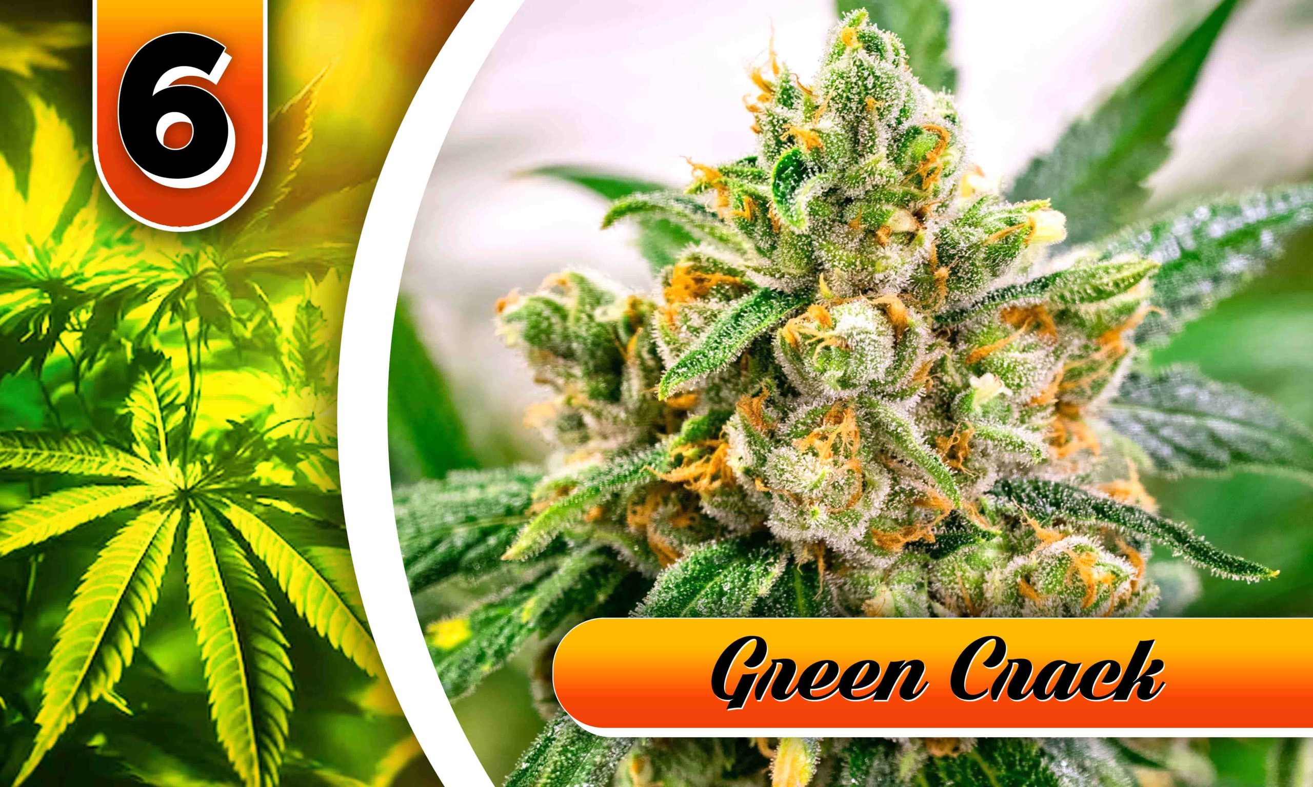 utterly stoned strain