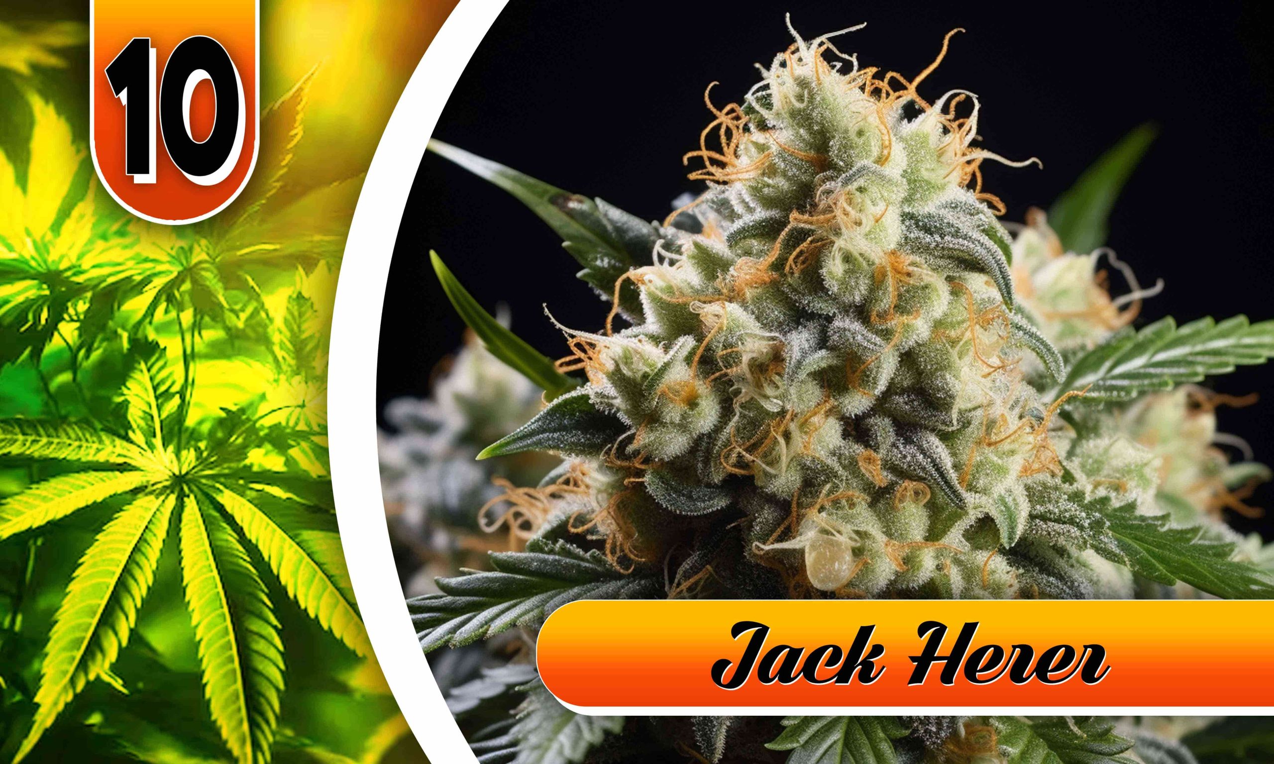 utterly stoned strain