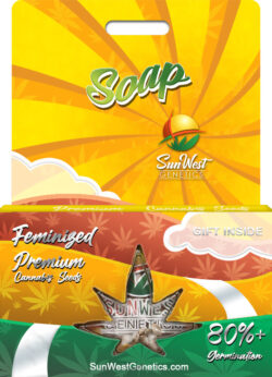 Soap Strain Feminized