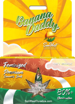Banana Daddy Strain Feminized