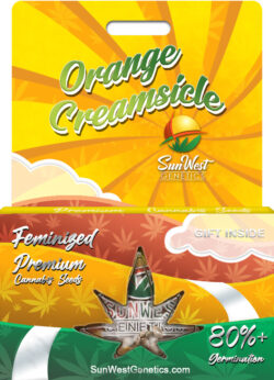 Orange Creamsicle Strain Feminized