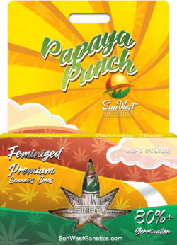 Papaya Punch Strain Feminized