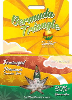 Bermuda Triangle Strain Feminized