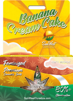 Banana Cream Cake Strain Feminized