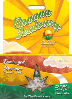 Banana Jealousy Strain Feminized