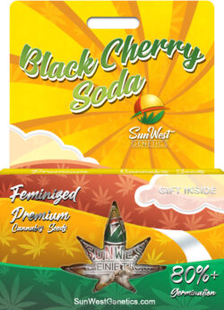 Black Cherry Soda Strain Feminized